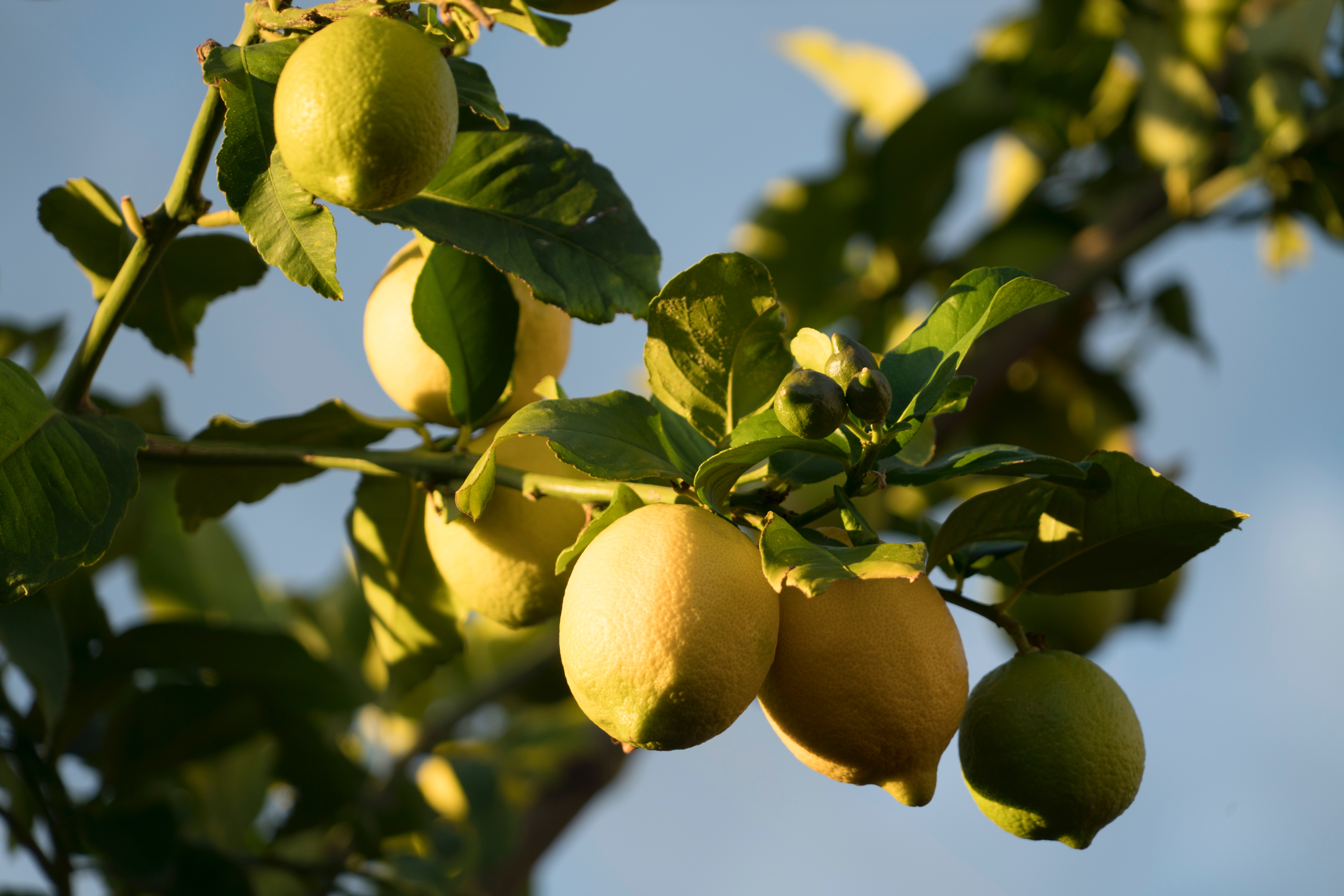lemon_2
