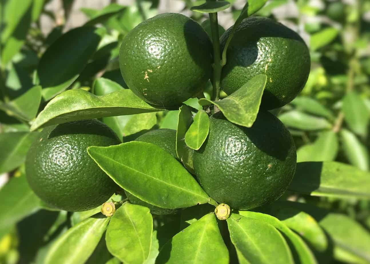lime_2