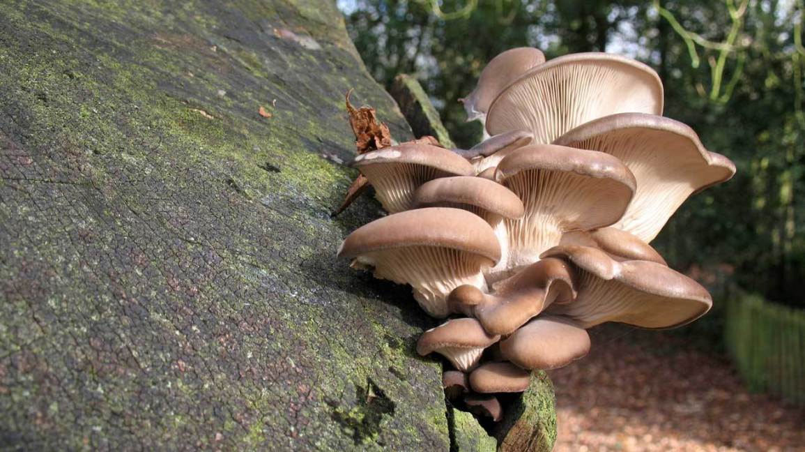 mushrooms_1