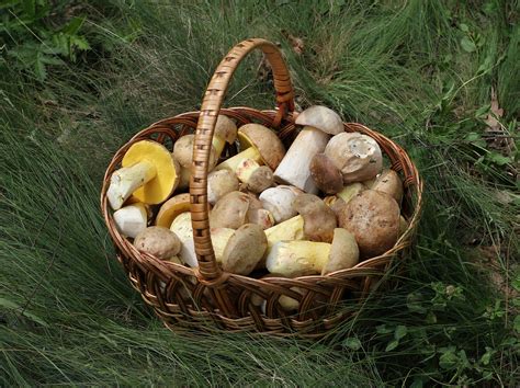 mushrooms_4
